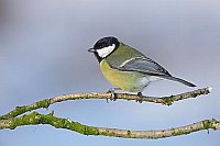 Kohlmeise Seitenans auf Ast