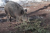 Bache deckt Nest mit Zweigen a