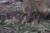 Bache frisst Totgeborenes im N