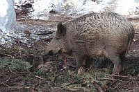 Bache isst Totgeborenes Wurfke