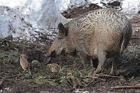 Bache mit Neugeborenen im Nest
