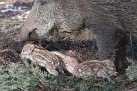 Bache Neugeborene im Wurfkesse