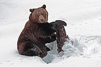 Braunbaer am Holz sitzend Schn