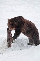 Braunbaer Holzstumpf untersuch