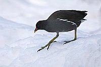 Teichhuhn im Schnee gehend