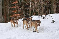 Woelfe 3 im Schnee laufend