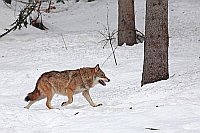 Wolf im Schnee Waldrand