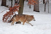 Wolf im Winter im Buchenwald