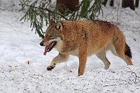 Wolf im Winter laufend