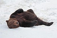 Braunbaer im Schnee ausruhend