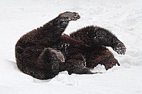 Braunbaer im Schnee tollend