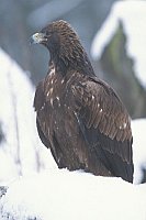 Steinadler im Schnee a Huegel