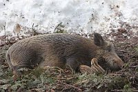 Wildschwein Bache Frischlinge