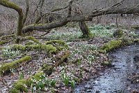 Maerzenbecher Bruchwald
