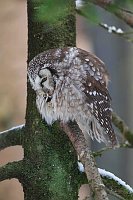 Rauhfusskauz sich putzend