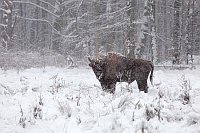 Wisent verschneite Lichtung