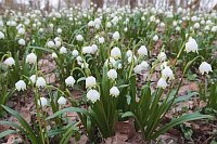 Maerzenbecher flaechendeckend