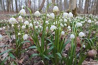Maerzenbecher Laubwald