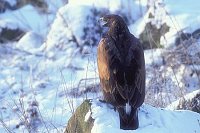 Steinadler in Schneelandsch