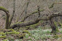 Maerzenbecher im Bruchwald