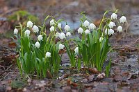 Maerzenbecher i nassen Wald