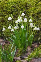 Maerzenbecher vor Moos