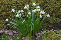 Maerzenbecher vor Moosstamm