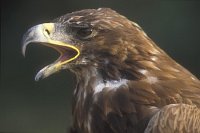 Steinadler Kopf von Seite