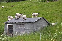 Schafe im Tal Oldevanet