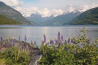 Hornindatsvatn Lupinen