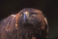 Steinadler Kopf von vorn