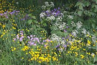 Kerbel Storchschnabel Hahnenfu