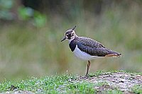 Kiebitz Jungvogel v d Seite