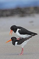 Austernfischer Paarung Hochfor