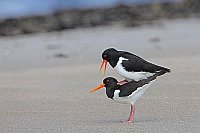Austernfischer Paarung Strand