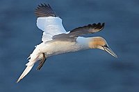 Basstoelpel im Morgenlicht