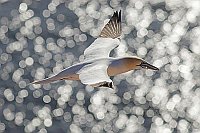 Basstoelpel Wasserreflexe