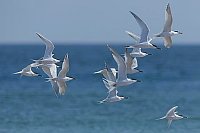 Brandseeschwalben fliegend