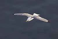 Dreizehenmoewe ueber Meer