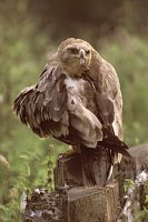 Steppenadler Gefiederpflege