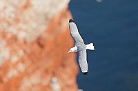 Dreizehenmoewe vor Brutfelsen