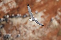 Dreizehenmoewe vor Klippe