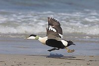 Eiderente Erpel beim Startlauf