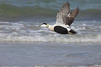 Eiderente Erpel im Flug