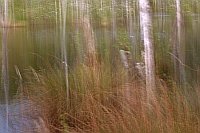 Hochmoor verwunschen