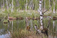 Hochmoor Wollgras Birkenstamm