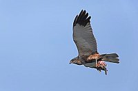 Rohrweihe im Flug mit Beute