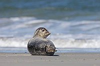Seehund pinkelnd am Strand