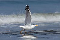 Silbermoewe startend Strand