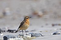 Steinschmaetzer am Strand